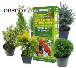 mikoryza-dla-drzew-iglastych-grzybnia