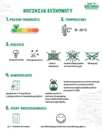 grzybnia-do-uprawy-domowej-boczniak-lyzkowaty