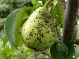 mocznik-4kg-na-jesienny-oprysk-parch-jabloni-nawoz
