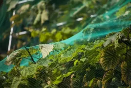 siatka-8x14m-na-ptaki-drzewa-szpaki-czeresnie-ochronna-przeciw-ptakom