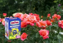 substral-saprol-ochrona-tui-thuja-roze-rododendron-srodek-grzybobojczy-01l