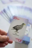 karty-do-gry-ptaki-rodzaj-podstawa