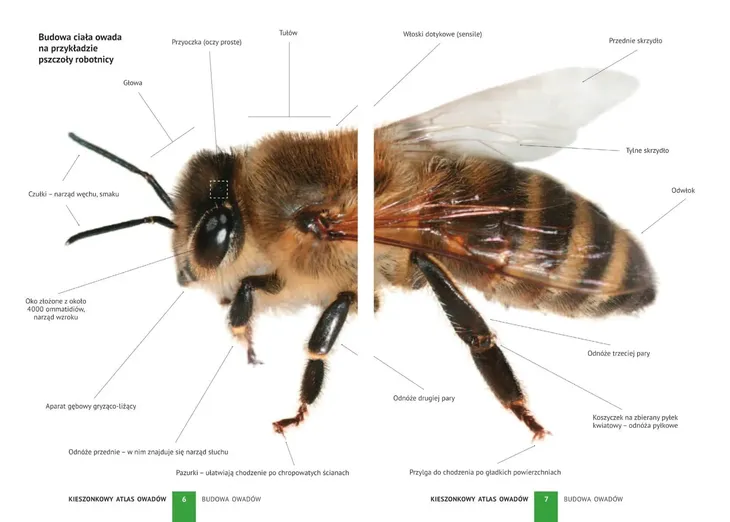 kieszonkowy-atlas-owadow-jezyk-polski