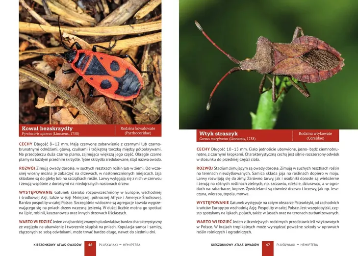 kieszonkowy-atlas-owadow-okladka-miekka