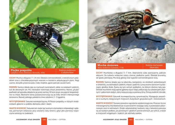 kieszonkowy-atlas-owadow-wysokosc-produktu-17-cm