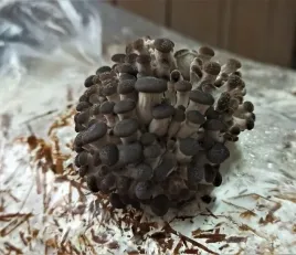 grzybnia-boczniaka-duzy-balot-kostka-okolo-15kg