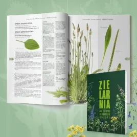 wszystko-o-ziolach-i-ich-zastosowaniu-zielarnia