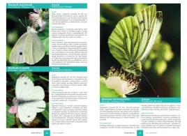 atlas-motyli-ksiazka-o-motylach-poradnik-motyle