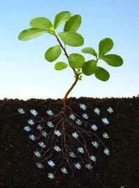 hydrozel-ogrodniczy-agrozel-hydrogel-2kg-wydajny