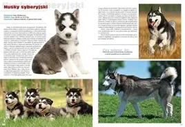 pies-rasy-z-calego-swiata