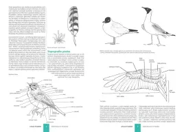 atlas-ptakow-ptaki-polski-250-gatunkow-twarda-oprawa-ksiazka-na-prezent