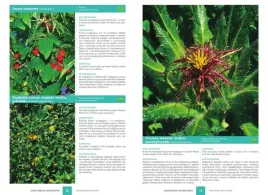 atlas-roslin-leczniczych-ponad-230-gatunkow-malgorzata-mederska-sbm