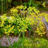 cn-koper-szmaragd-5g-rodzaj-rosliny-koper