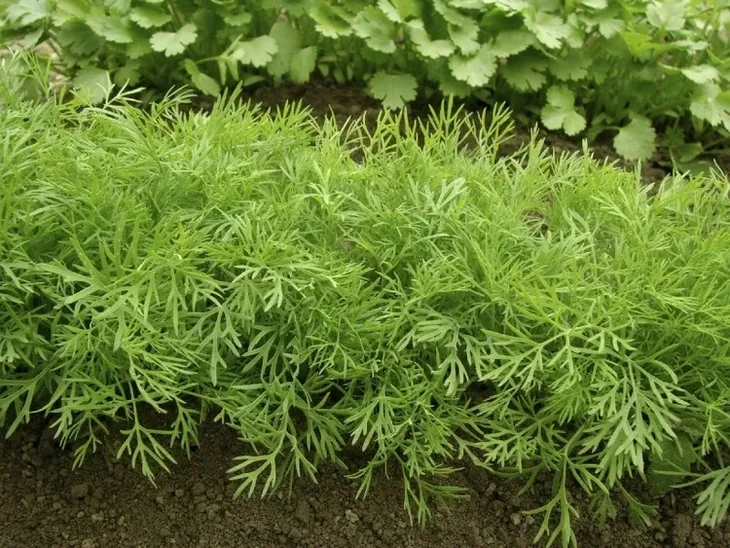 cn-koper-szmaragd-5g-waga-z-opakowaniem-0-01-kg