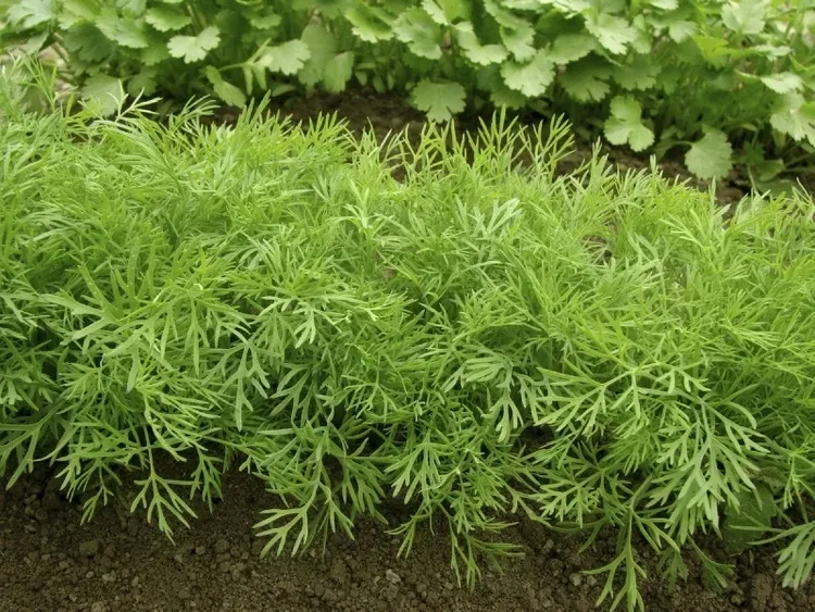 cn-koper-szmaragd-5g