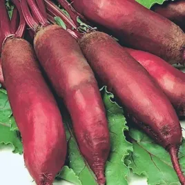 burak-alexis-podluzny-cwiklowy-buraki-cwiklowe-nasiona-vilmorin-10g