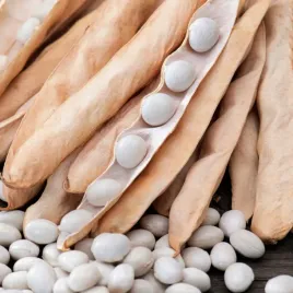 fasola-laponia-karlowa-na-suche-nasiona-nasiona-fasoli-warzyw