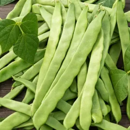 fasola-karlowa-marconi-nano-wcz-strak-slug-ok-12c