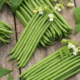 fasola-karlowa-finezja-pozna-straka-ok-12-13-cm