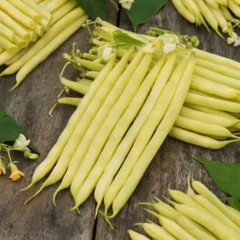 fasola-zwykla-karlowa-furora-polana-sr-wczesna-strak-ok-12cm-nasiona-warzyw