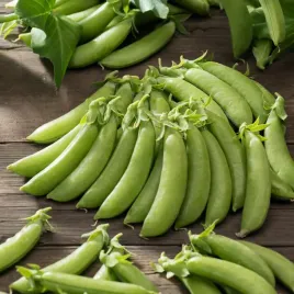 groch-konserwowy-jantar-wczesny-nasiona-warzyw