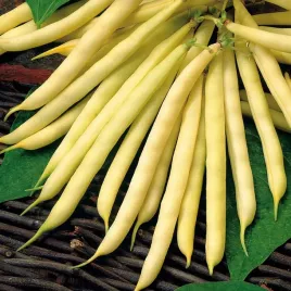 fasola-zwykla-karlowa-maxigold-zolta-plaski-strak-nasiona-warzyw-fasoli