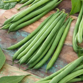 fasola-zwykla-karlowa-majorka-gruby-strak