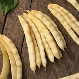 fasola-zwykla-karlowa-goliatka-sredniowczesna