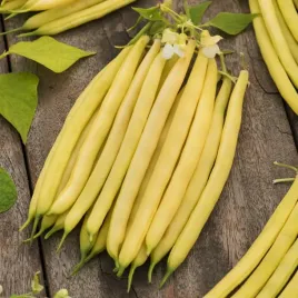 fasola-zwykla-karlowa-luiza-sr-wczesna-dlugosc-straka-ok-13-14-cm-nasiona