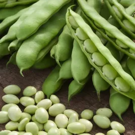 fasola-coco-nain-blanc-precoce-na-suche-nasiona