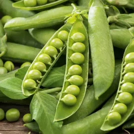 groch-konserwowy-gloriosa-b-wczesny-nasiona