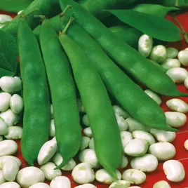 fasola-eureka-na-suche-nasiona-fasoli-warzyw