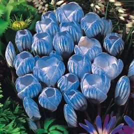 krokus-wielkokwiatowy-sky-blue-10-szt-cebulki-krokusy-krokusow-zdrowe