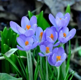 krokusy-krokus-niebieski-blue-pearl-5-szt-xxl-zestaw-pieknosc-ogrodu
