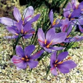 krokus-jesienny-sativus-5-szt-cebulki-krokusy-krokusow-zdrowe