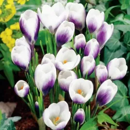krokus-botaniczny-prins-claus-pieknosc-ogrodu-cebulka-5-sztuk-zestaw