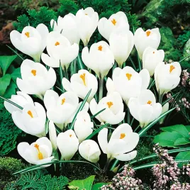 krokus-wiosenny-jeanne-d-arc-bialy-pieknosc-ogrodu-cebulka-5-sztuk-zestaw
