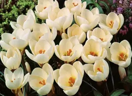 krokus-botaniczny-cream-beauty-5-szt-cebulki-zestaw-pieknosc-ogrodu
