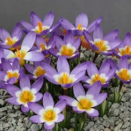 krokus-zolto-fioletowy-tricolor-xxl-5-szt-cebulki-zestaw-pieknosc-ogrodu