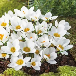 krokus-bialy-wiosenny-ard-schenk-5-szt-cebulki-zestaw-pieknosc-ogrodu