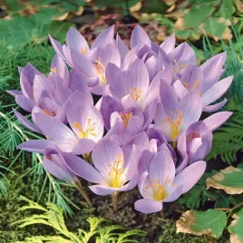 krokus-jesienny-cassiope-5-szt-cebulki-krokusy-krokusow