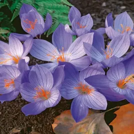 krokus-jesienny-conqueror-5-szt-cebulki-krokusy-krokusow-niebieski