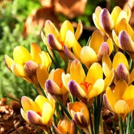 krokus-wielkokwiatowy-advance-xxl-5-szt-cebulki-zestaw-pieknosc-ogrodu