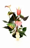 anturium-rainbow-champion-anthurium-p14