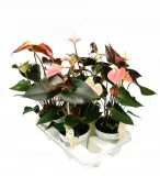 anturium-rainbow-champion-anthurium-p14-rodzaj-rosliny-rosliny-kwitnace