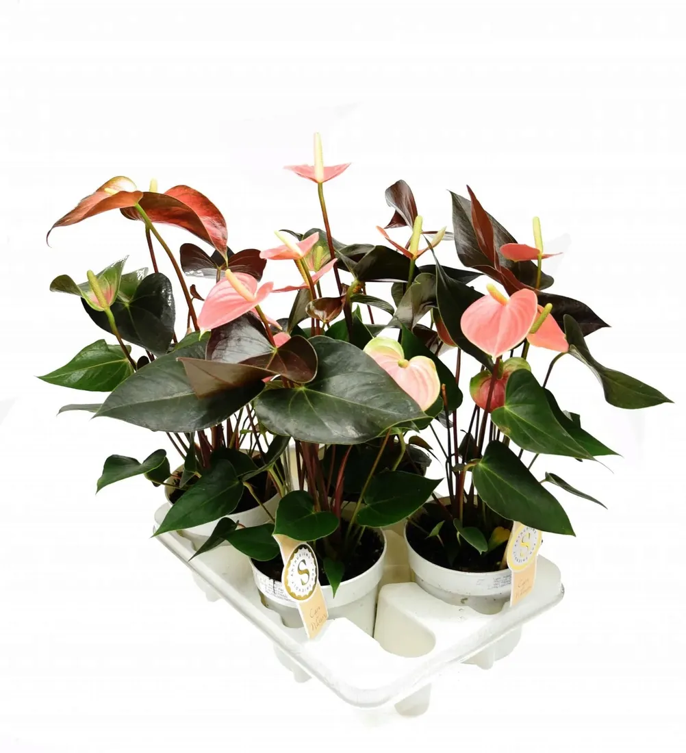 anturium-rainbow-champion-anthurium-p14