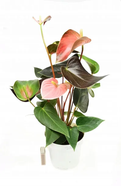 anturium-rainbow-champion-anthurium-p14-waga-z-opakowaniem-1-kg