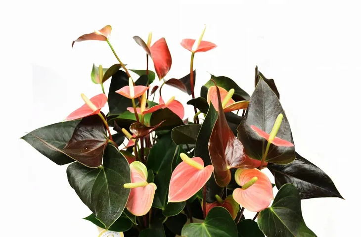 anturium-rainbow-champion-anthurium-p14-roslina-w-postaci-sadzonka-w-pojemniku-do-05l