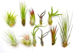 tillandsia-zestaw-x-11-szt-airplants-bez-sadzenia