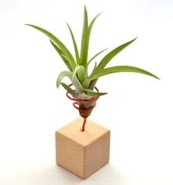 tillandsia-capitata-r-na-stojaku-komp-61-k4